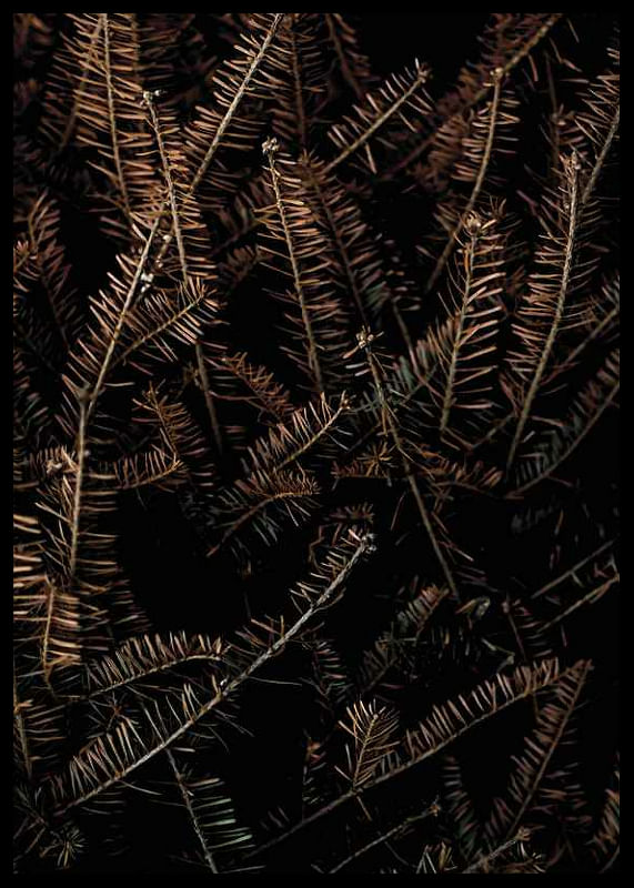 Fir Needle No1-12