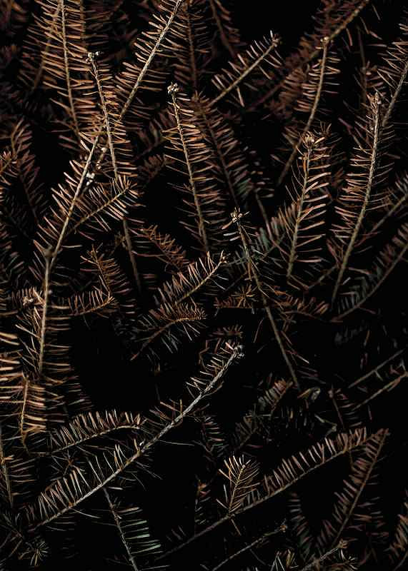 Fir Needle No1-12