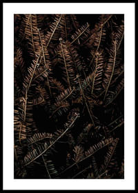 Fir Needle No1-0