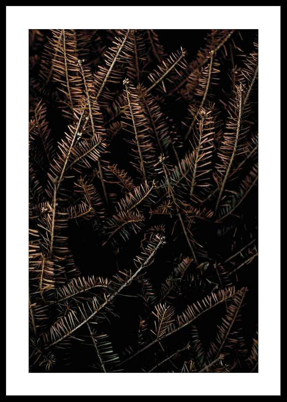 Fir Needle No1-12
