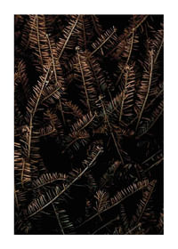 Fir Needle No1-1