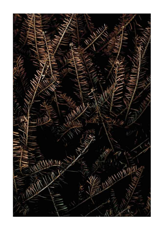 Fir Needle No1-12
