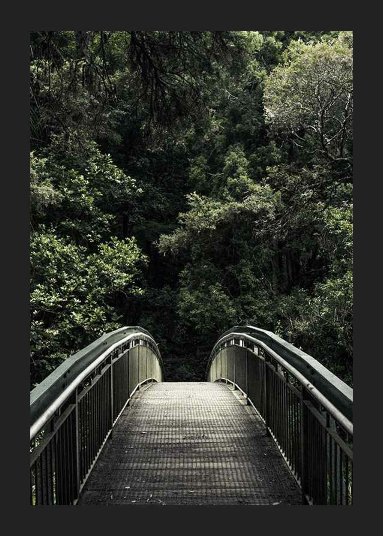 Foto einer Metallfußgängerbrücke, die in einen dichten grünen Wald führt-12