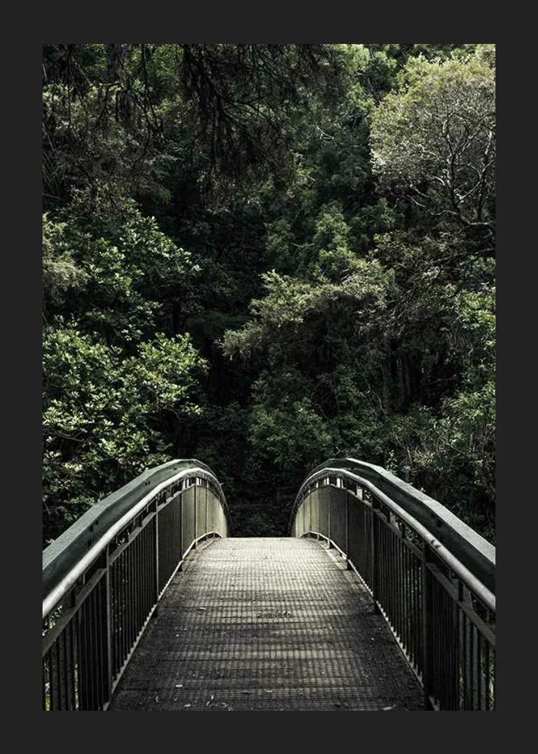 Photograph of metal footbridge leading into dense green forest-12