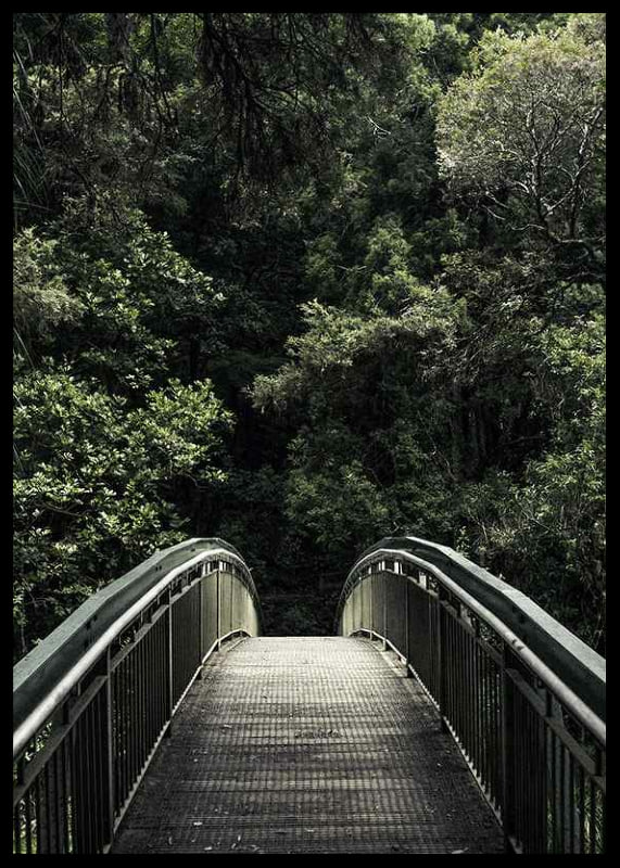 Foto einer Metallfußgängerbrücke, die in einen dichten grünen Wald führt-12