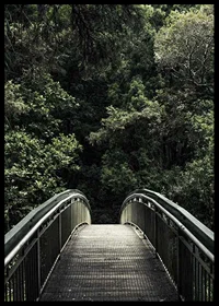 Photograph of metal footbridge leading into dense green forest-6