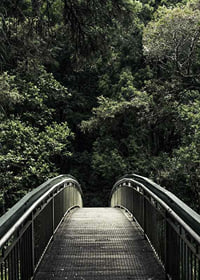 Foto einer Metallfußgängerbrücke, die in einen dichten grünen Wald führt-7