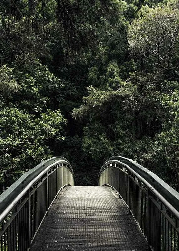 Photograph of metal footbridge leading into dense green forest-12