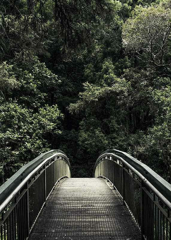 Forest Crossing-12