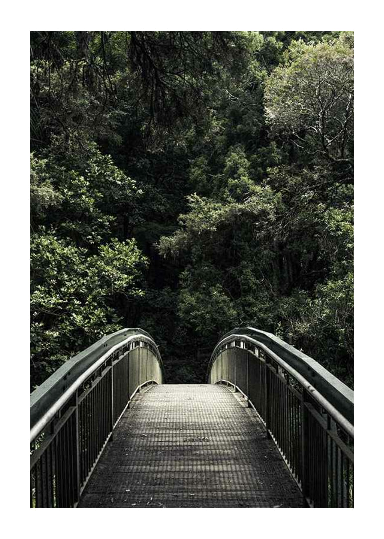 Foto einer Metallfußgängerbrücke, die in einen dichten grünen Wald führt-12