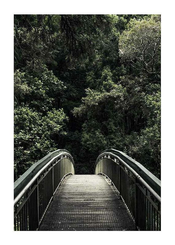 Plagát Forest Crossing