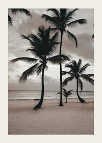 Fotografia di palme su una spiaggia sabbiosa contro il mare e il cielo nuvoloso-3