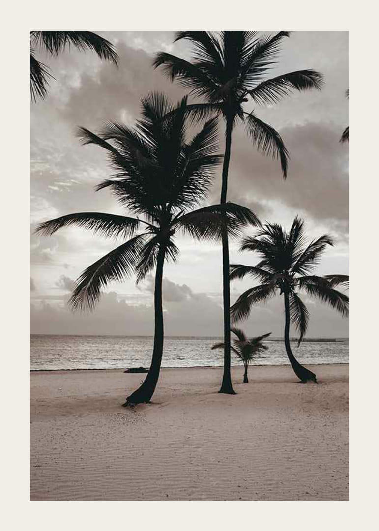 Fotografia di palme su una spiaggia sabbiosa contro il mare e il cielo nuvoloso-12