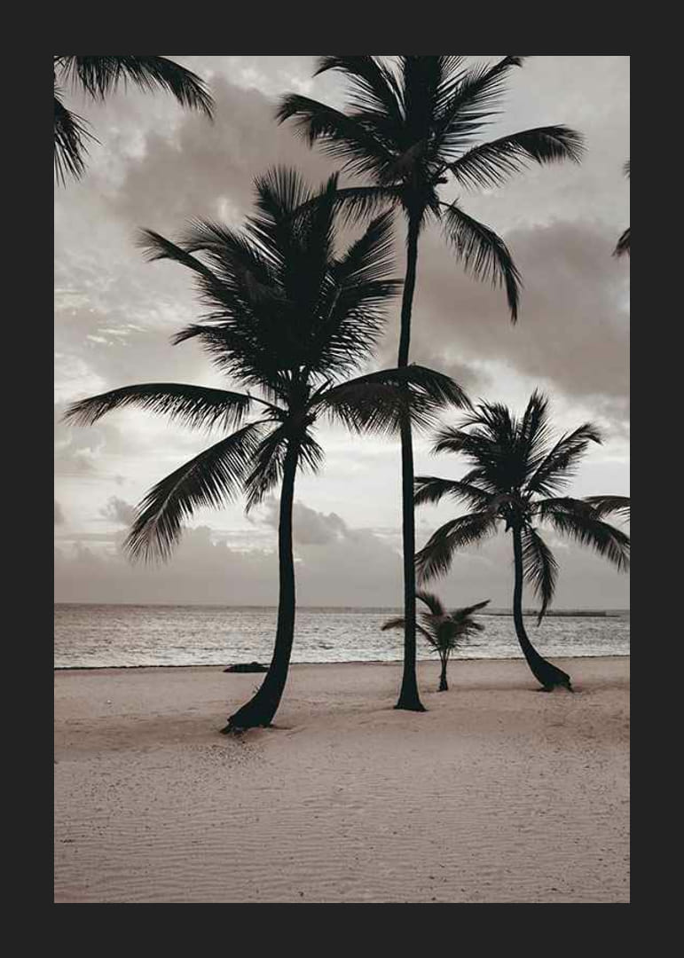 Fotografia di palme su una spiaggia sabbiosa contro il mare e il cielo nuvoloso-12