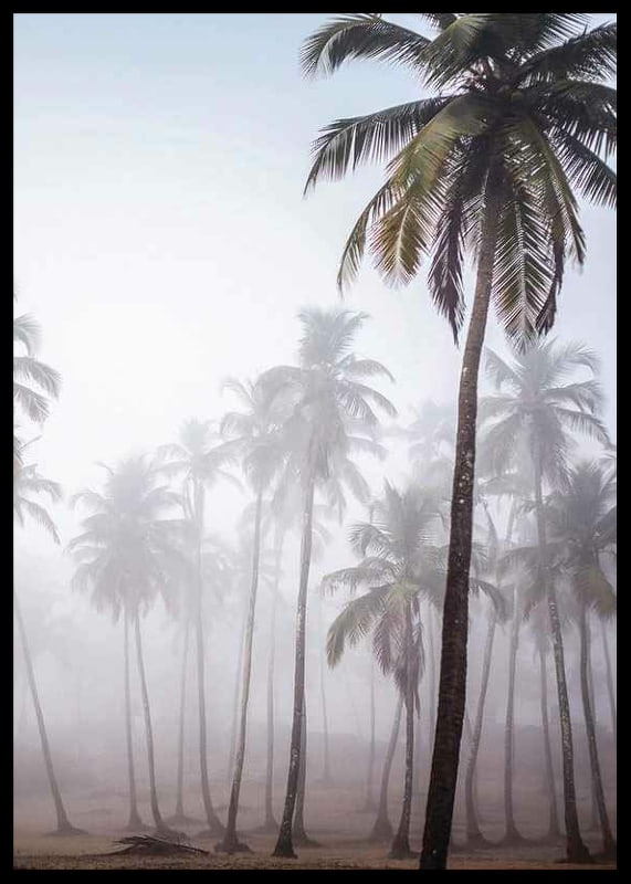 Photograph of tall palm trees in dense fog against bright sky-12