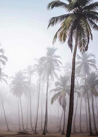 Photograph of tall palm trees in dense fog against bright sky-7