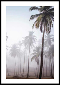 Photograph of tall palm trees in dense fog against bright sky-0