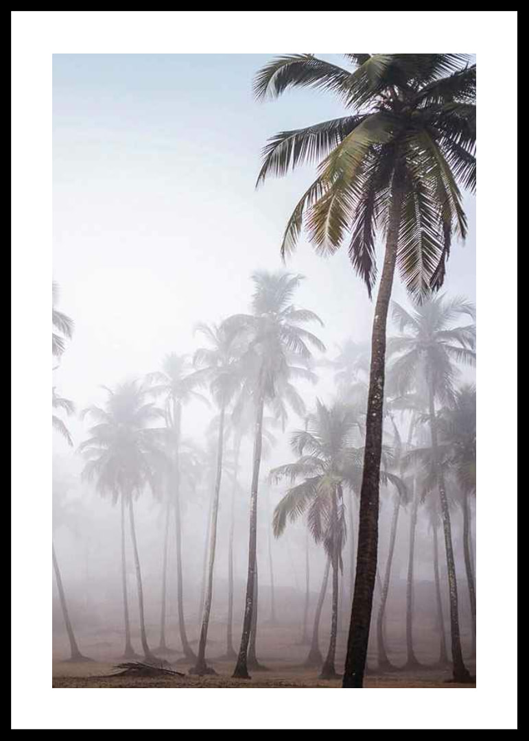 Photograph of tall palm trees in dense fog against bright sky-12