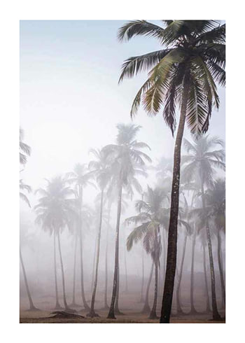 Poster Palms In Haze
