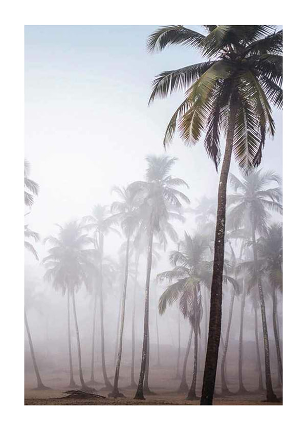 Poster Palms In Haze