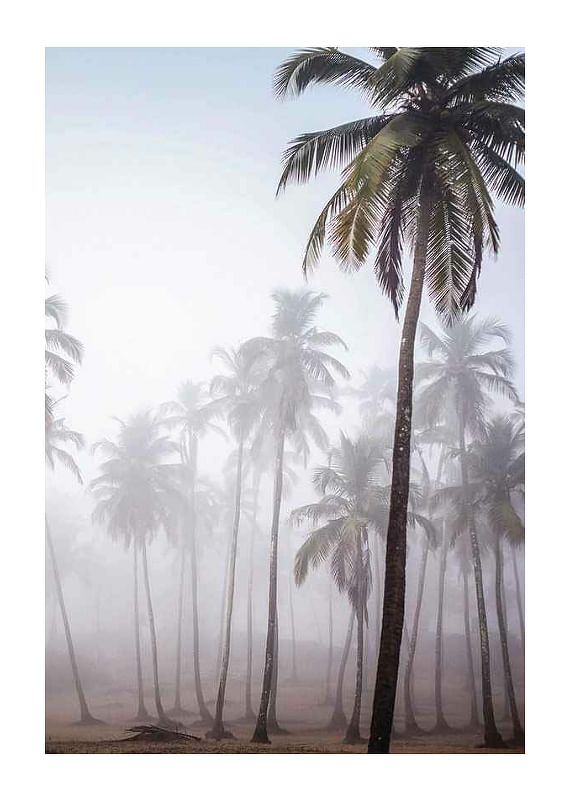 Plagát Palms In Haze
