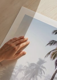 Photograph of tall palm trees in dense fog against bright sky-9