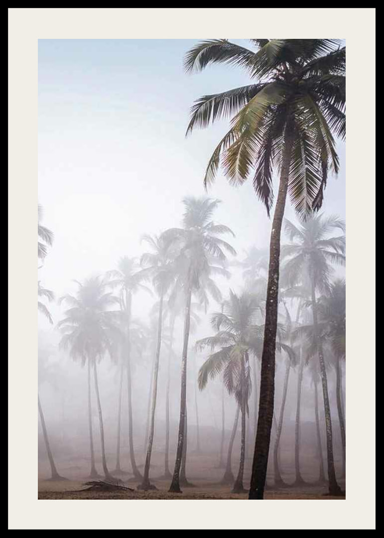 Photograph of tall palm trees in dense fog against bright sky-12