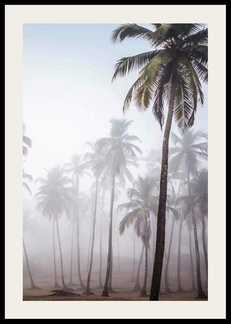 Fotografia di alte palme nella fitta nebbia contro il cielo luminoso-12
