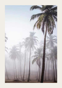 Fotografia di alte palme nella fitta nebbia contro il cielo luminoso-3