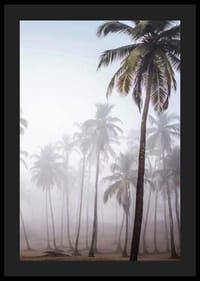 Fotografia di alte palme nella fitta nebbia contro il cielo luminoso-4