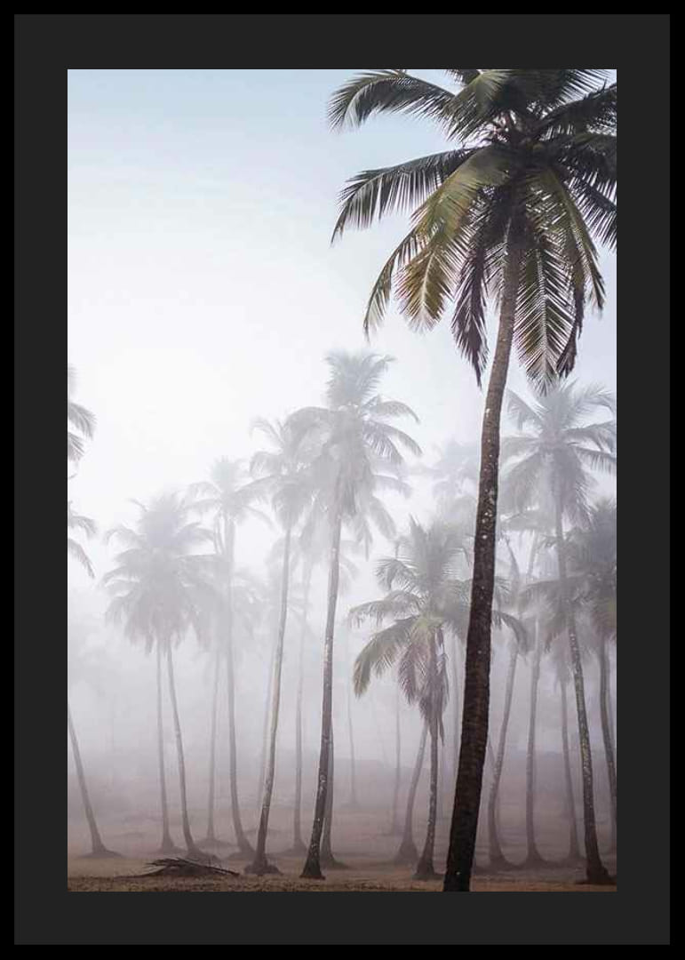 Fotografia di alte palme nella fitta nebbia contro il cielo luminoso-12