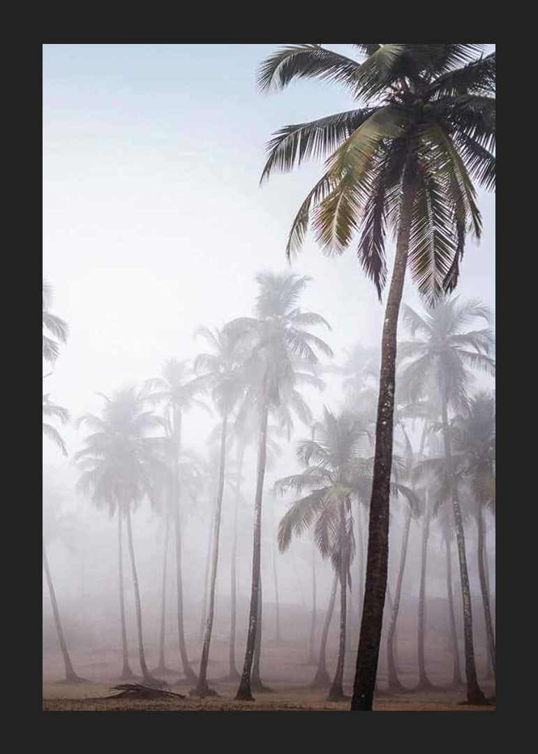 Photograph of tall palm trees in dense fog against bright sky-12