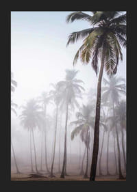 Fotografia di alte palme nella fitta nebbia contro il cielo luminoso-5