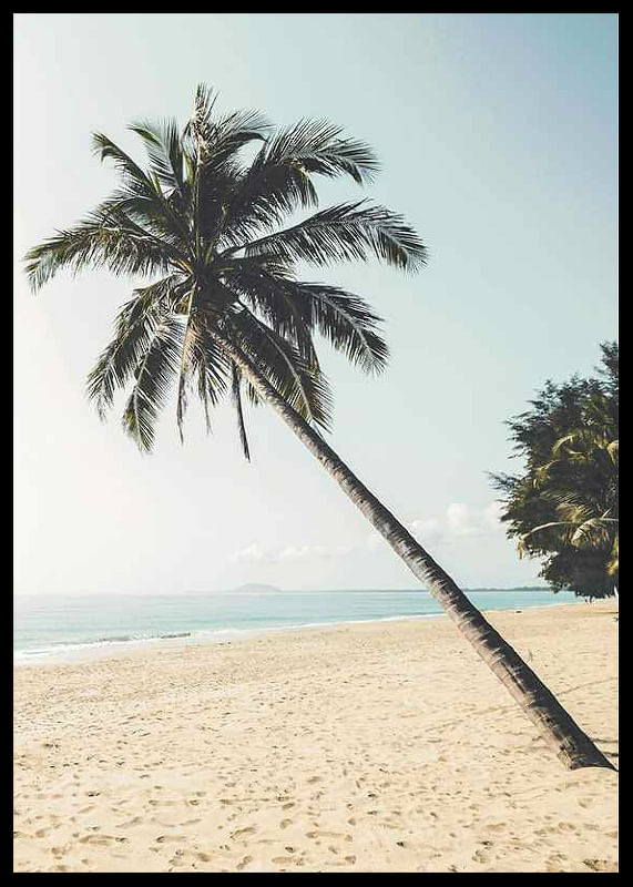 Leaning Palm-12