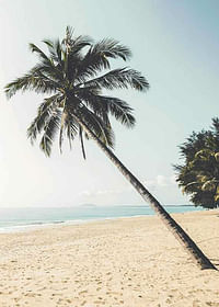 Leaning Palm-3