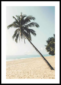 Leaning Palm-0