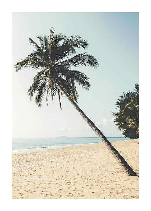 Leaning Palm-12
