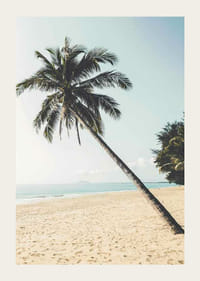 Fotografía de una palmera inclinada en una playa de arena junto al mar.-3