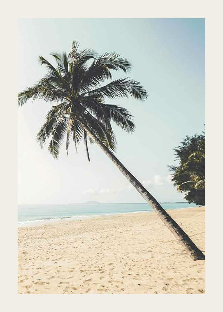Fotografía de una palmera inclinada en una playa de arena junto al mar.-12