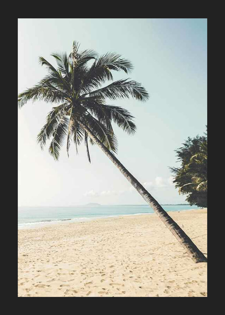 Fotografía de una palmera inclinada en una playa de arena junto al mar.-12
