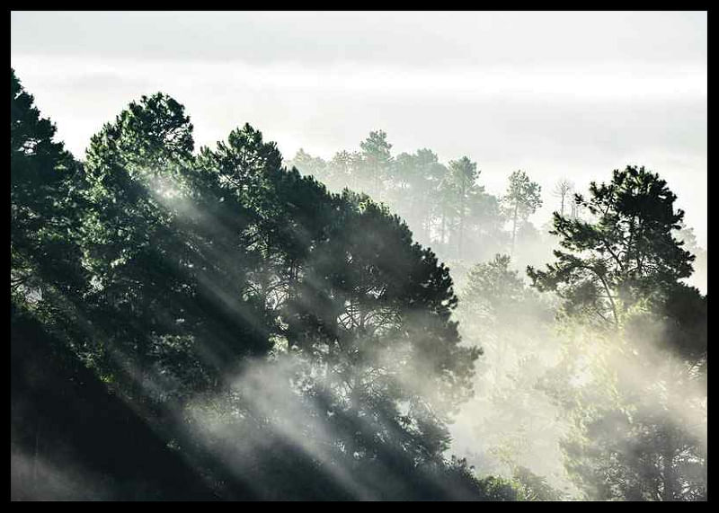 Sunlight Forest-12