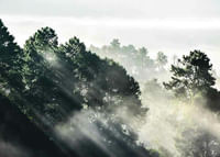 Sunlight Forest-3