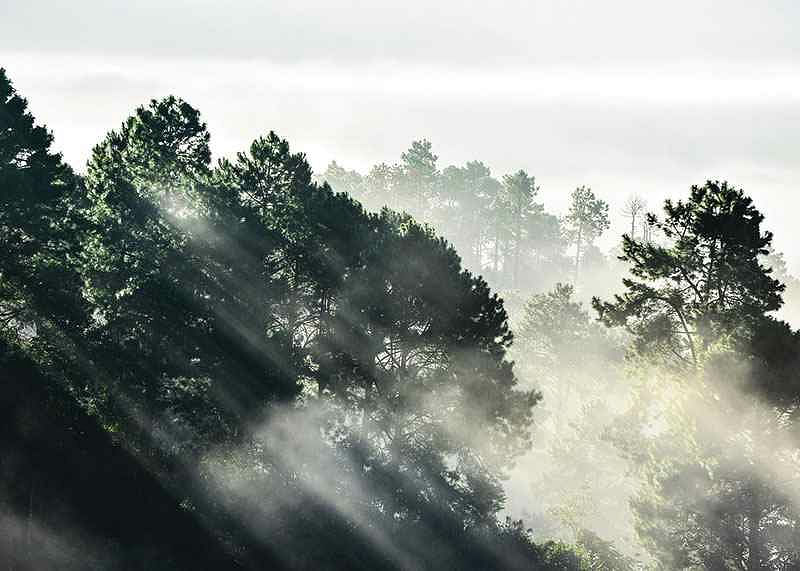 Sunlight Forest-12