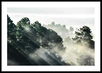 Poster Sunlight Forest