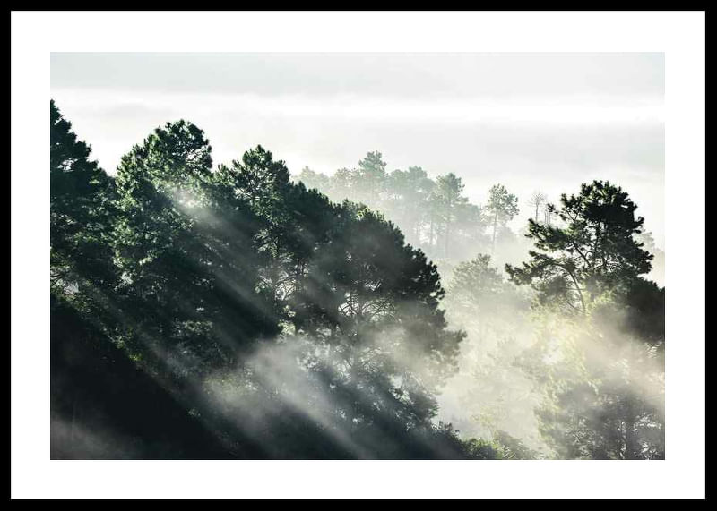 Sunlight Forest-12