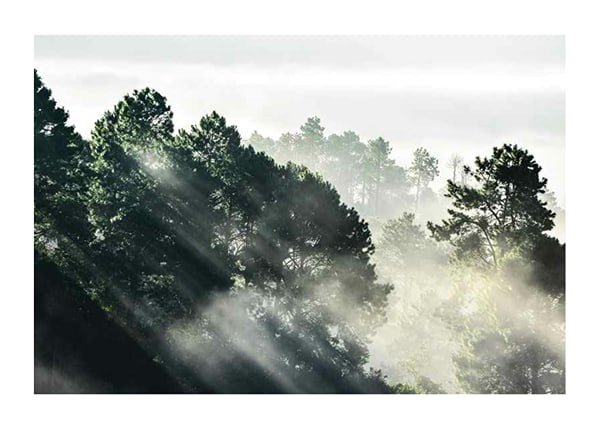 Poster Sunlight Forest