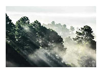 Sunlight Forest-1