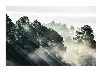 Poster Sunlight Forest