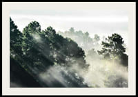 Photograph of dense spruce forest with sunbeams and fog-2