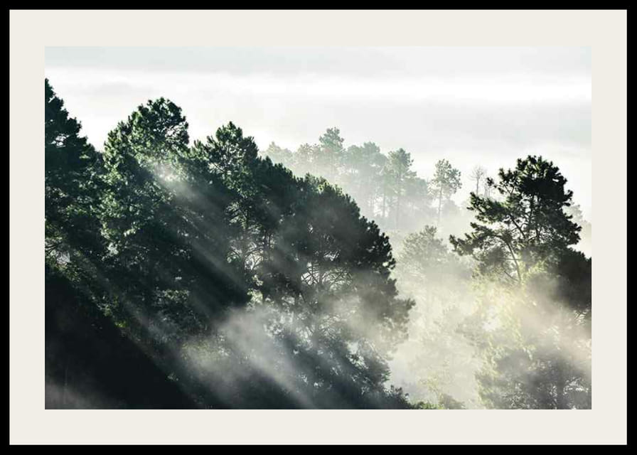 Photograph of dense spruce forest with sunbeams and fog-12